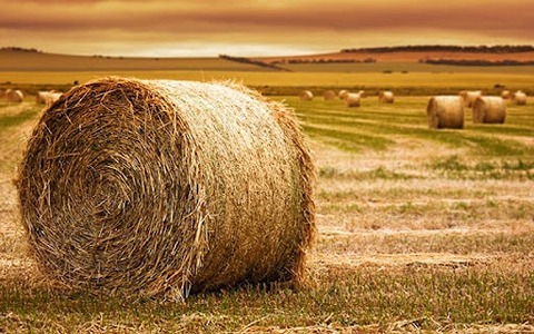تصویر 2 از قیمت یونجه خشک برای دام + خرید باور نکردنی